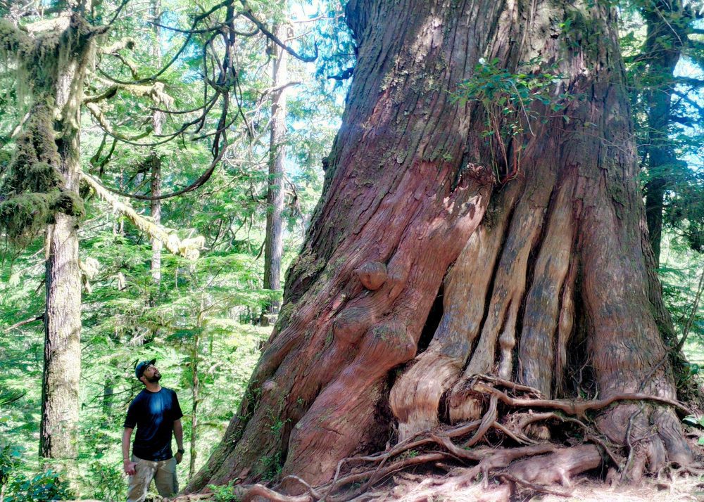 Meares Island Kayaking Tofino: Paddle to Ancient Cedars & Rainforest Magic